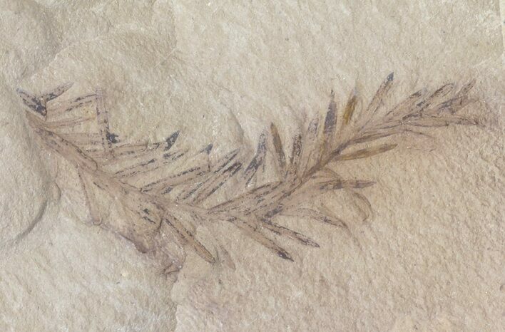 Metasequoia (Dawn Redwood) Fossil - Montana #41459